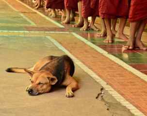 Volunteering at a Buddhist temple in Thailand