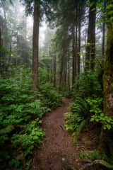 Forest hikes in all directions for as long as your feet can handle it!