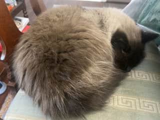 She’s the matriarch and super chill. She loves to eat and nap.