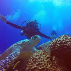 I adore turtles!