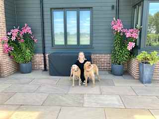 Willow and Saffy, two lovely Wirehaired Vizslas that I cared for in Suffolk.