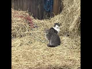 Supervising in the stables