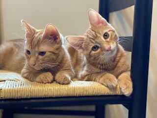 Both of our boys being their sweet little selves.