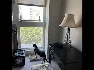 Sesame observing from the bedroom