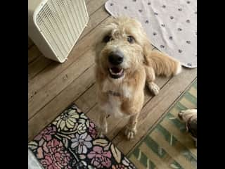 Robin is a half Great Pyrenees, half poodle mix