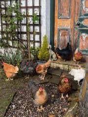 A selection of our hens.