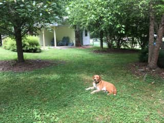 Nanook in the backyard