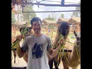 We have helped friends on their llama sanctuary when we have visited them in California. This image, however, is from Peru, where we got the best of both worlds. Exploring a new culture and feeding alpacas and llamas.