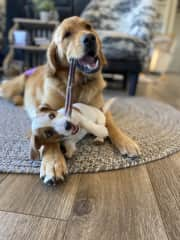 Sharing a bully stick