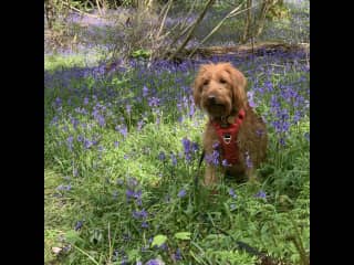Margot in the bluebell woods (about 1 hour drive)