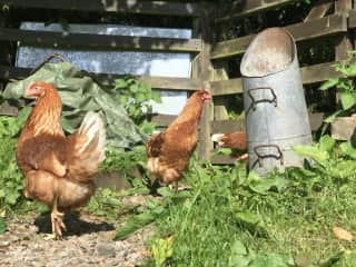 A selection of hens. We have 16, all different colous.