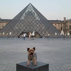 Chief has long been my travel buddy! The Louvre in Paris in 2022.