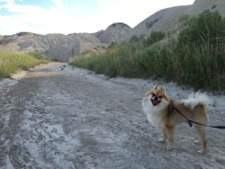 Benji in better spirits, doing what he loves most (walks!!!).