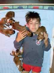 Lukas with all the boxer puppies he grew up with!