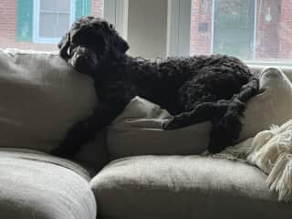 Making himself comfortable on the sofa