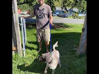 Manji our easygoing and loving Lagotto Romagnolo