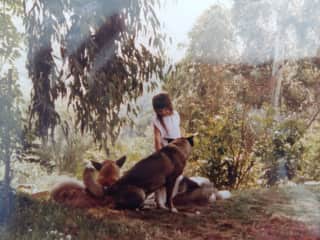 Growing up with a pack of Akitas in San Diego, Ca.