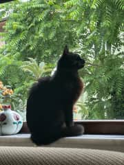 Blackie observing the street cats