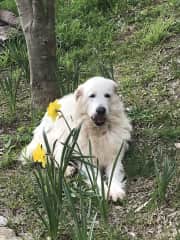 Mack in the Garden