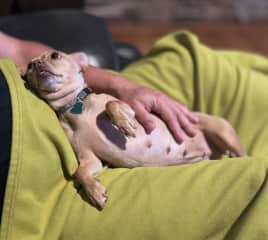 She loves to sit with you.