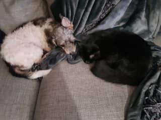 Henry  and Marvin