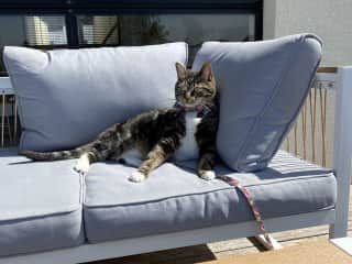 The best place on a backyard for dear guest