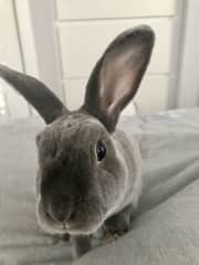 Benny Bunnies lived with me for three years but was too anxious around the foster pups so I found him a much calmer household with another bunny friend.