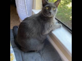 Bleu loves looking out the window at the birds.