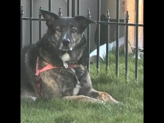 I am a border collie / Getman shepherd mix .  I am very affectionate and like to catch the ball.  Very social and friendly. Loves to walk and be petted.