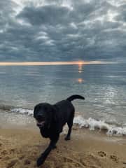 Maggie loving a run on our local beach