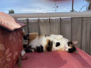 My cat ‚Juli‘