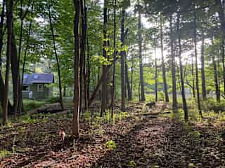 Beautiful light in the woods