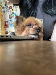 My dog dreading work & laptop culture over lapdog culture.