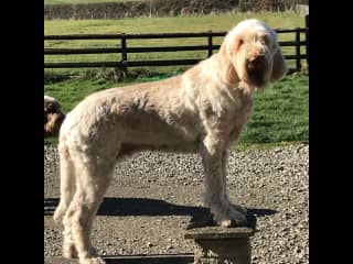 This is Mauds favourite spot.  All 40kg can walk along this wall like a cat!