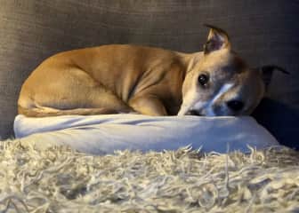 Our late Nubi - peaceful at rest on “her” sofa