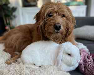 Peter loves the other animals! He is a lover not a fighter.