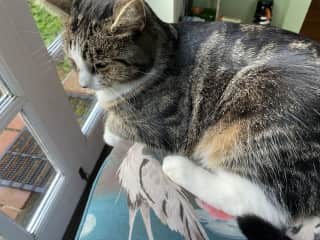 He likes to watch the squirrels and birds in the garden ..