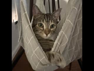 Fern is the friendliest kitty. She will follow you around and wants to know what you're doing all day.