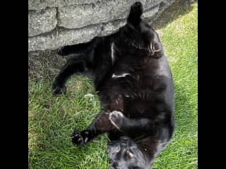 In the garden lounging next to me, loves to just be near his humans