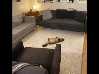 Living room with new carpet and same cat.