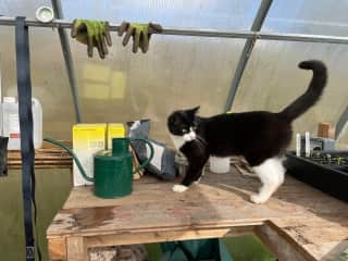 Fred helping in the polytunnel