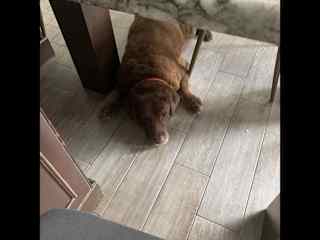 Saheli chilling in her favorite spot.