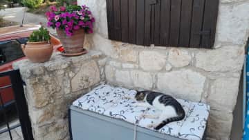 Ned's afternoon nap