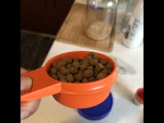 Dry food - Morning and dinner