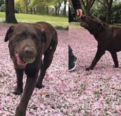 King, our brown labrador