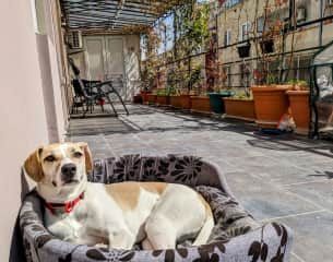 She loves lounging in the sunshine on the balcony.