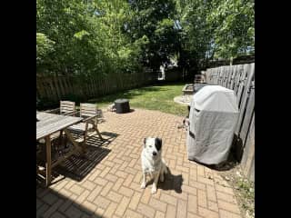 Backyard! Firepit, grill, table & chairs, hammock, and cornhole set