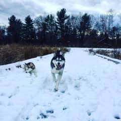 Jack and Penny love the snow!