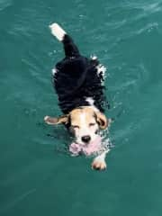 Nellie loves swimming and my husband made special steps that can be let down from the side of the boat so she can get in and out of  the sea easily.