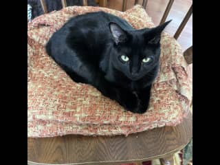 Loves to sleep on the rocking chair!